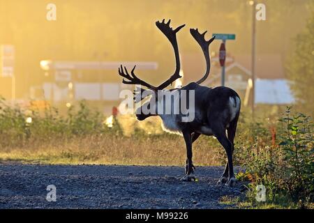 Le caribou des bois au petit matin Banque D'Images