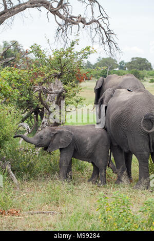 Les éléphants d'Afrique (Loxodonta africana). Mollet ou bébé, essayant de localiser sa propre mère parmi plusieurs autres vaches parcourir l'alimentation. Delta de l'Okavango. Botsw Banque D'Images