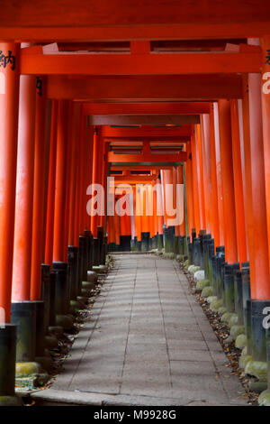 Torii rouge dans le corridor Fushimi Inari taisha, Kyoto Banque D'Images