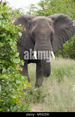 L'éléphant africain (Loxodonta africana). Le feuillage de l'arbre vert rassemblement de manger à l'aide d'agrégation. Parc National de Chobe. Delta de l'Okavango. Le Botswana. L'Afrique. Banque D'Images