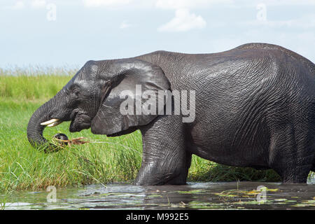 L'éléphant africain (Loxodonta africana). Recueillir l'eau de végétation verte bord de manger à l'aide d'agrégation. Parc National de Chobe. Delta de l'Okavango. Le Botswana. Afrique du Sud Banque D'Images