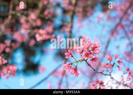 Image libre de haute qualité image fleur de cerisier sakura (Prunus, Cesacoides Wild Cherry) au printemps de l'himalaya Banque D'Images
