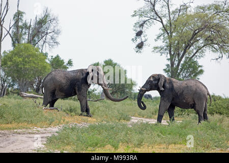L'éléphant africain (Loxodonta africana). La tête sur l'affrontement entre deux taureaux. Delta de l'Okavango. Le Botswana. L'Afrique. Banque D'Images