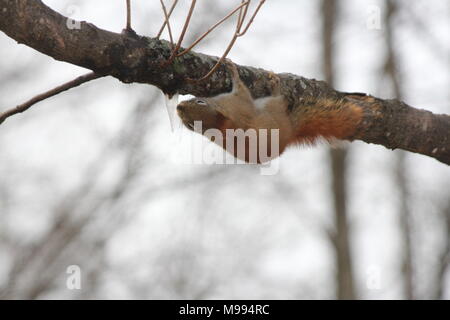 -L'Écureuil roux (Tamiasciurus hudsonicus) lécher un glaçon sur le dessous d'une branche d'arbre Banque D'Images