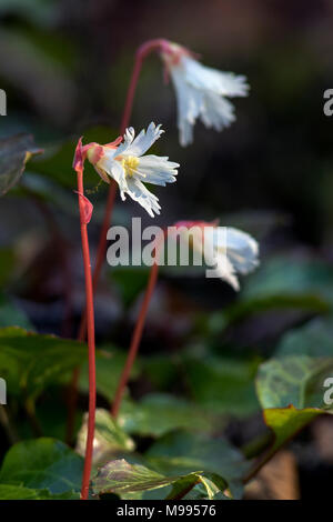 Oconee Bells (Shortia galacifolia) - Holmes Educational State Forest - Hendersonville, Caroline du Nord, USA Banque D'Images