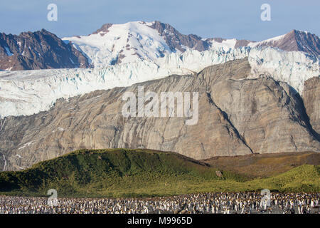 Vue sur le port de l'or, la Géorgie du Sud., montrant des glaciers et de pingouins roi Banque D'Images