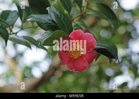 Fleur d'un Camellia cultivar à Clyne gardens, Swansea, Pays de Galles, Royaume-Uni. Banque D'Images