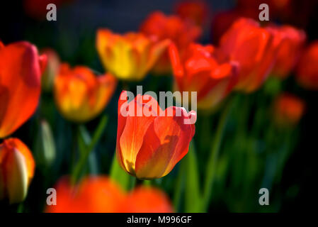 gros plan sur les tulipes rouges dans le parc au printemps Banque D'Images