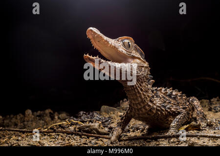 Une façade lisse Paleosuchus trigonatus (Caïman), une espèce d'Amazonie, fait de son mieux pour paraître effrayant et intimidant. Banque D'Images