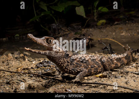 Une façade lisse Paleosuchus trigonatus (Caïman), une espèce d'Amazonie, fait de son mieux pour paraître effrayant et intimidant. Banque D'Images