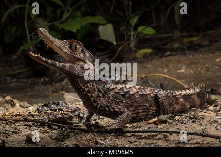 Une façade lisse Paleosuchus trigonatus (Caïman), une espèce d'Amazonie, fait de son mieux pour paraître effrayant et intimidant. Banque D'Images