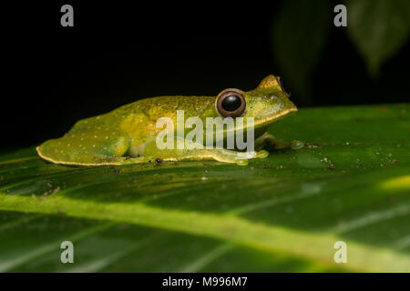 Une rainette, insaisissable la roque (Hyloscirtus phyllognathus treefrog) du Pérou est très difficile de trouver dans son habitat naturel car c'est très secret. Banque D'Images