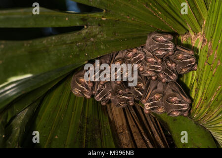 Un gîte d'un social tropical fruit bat (Artibeus sp.) de la forêt amazonienne du Pérou. Banque D'Images