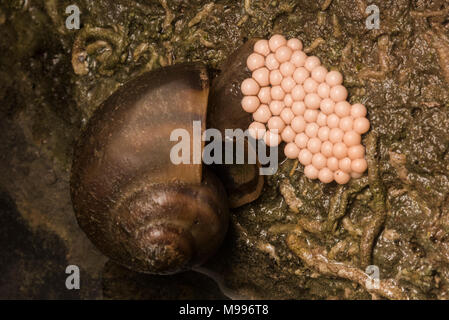 Un escargot pomme du Pérou en joignant une bande d'œufs à un rocher. Banque D'Images