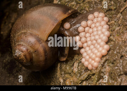 Un escargot pomme du Pérou en joignant une bande d'œufs à un rocher. Banque D'Images