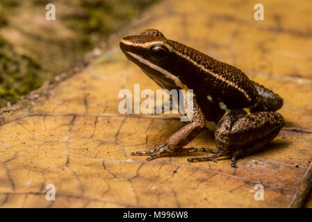 Un brillant thighed poison frog (Allobates fémorale) de la forêt tropicale au Pérou. Banque D'Images