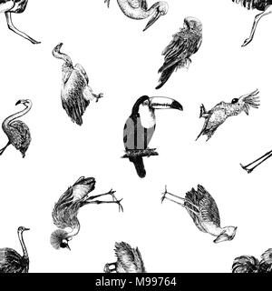 Motif de la main transparente style croquis oiseaux exotiques isolé sur fond blanc. Vector illustration. Illustration de Vecteur