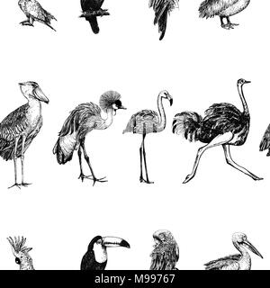 Motif de la main transparente style croquis oiseaux exotiques isolé sur fond blanc. Vector illustration. Illustration de Vecteur