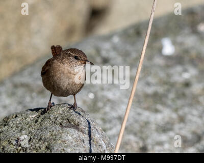 Troglodyte mignon, Troglodytes troglodytes. Oiseau posé sur un rocher. Lista en Norvège. Banque D'Images