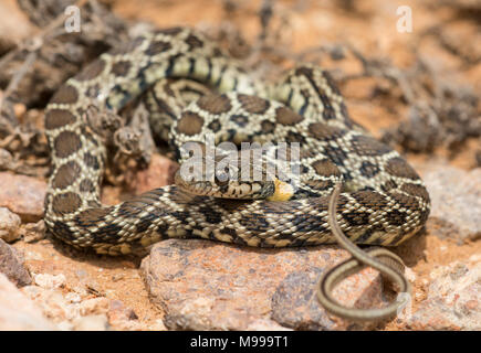 Snake Whip Horseshoe (Hemorrhois hippocrepis) dans le désert du Maroc en Afrique du Nord. Banque D'Images