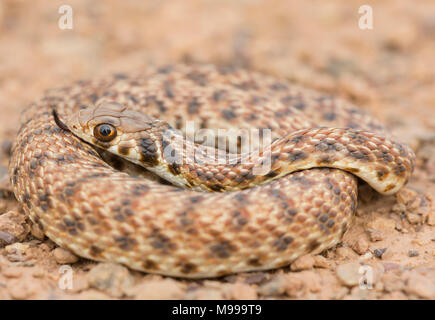 Moila ou faux Serpent Cobra (Rhageris moilensis) dans le désert du Maroc en Afrique du Nord. Banque D'Images