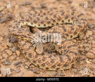 Moila ou faux Serpent Cobra (Rhageris moilensis) dans le désert du Maroc en Afrique du Nord. Banque D'Images