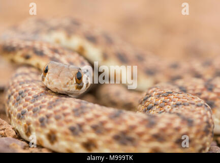 Moila ou faux Serpent Cobra (Rhageris moilensis) dans le désert du Maroc en Afrique du Nord. Banque D'Images