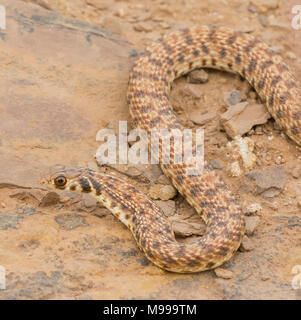 Moila ou faux Serpent Cobra (Rhageris moilensis) dans le désert du Maroc en Afrique du Nord. Banque D'Images