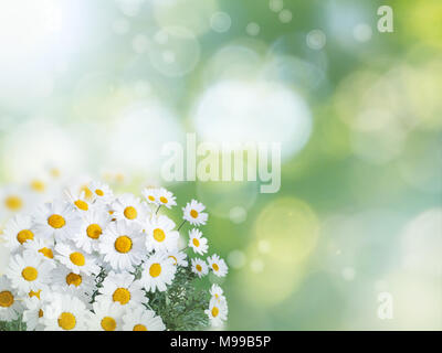 Daisy white fleurs jaunes sur l'été jardin contexte trouble Banque D'Images