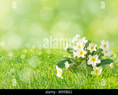 La primevère Primula vulgaris ou fleurs jaune pâle sur l'arrière-plan flou printemps pelouse Banque D'Images