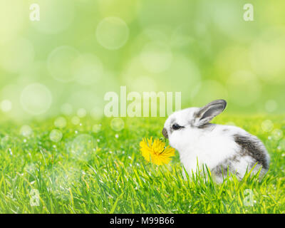 Lapin de Pâques blanc mange le pissenlit fleur jaune sur le vert frais pelouse printemps arrière-plan flou Banque D'Images