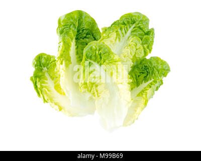 Salade de laitue verte feuilles isolées sur fond blanc Banque D'Images