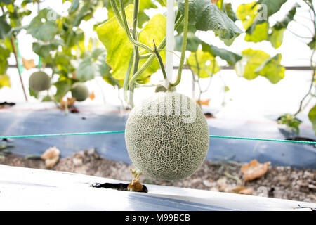 Hanging fruits melon vert sur fond de ferme agricole Banque D'Images