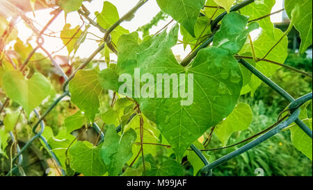 Gouttes de pluie sur les feuilles de la vigne sur la clôture. Banque D'Images