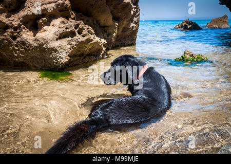 Chien au repos dans l'eau de mer. Tourné en Grèce par une chaude journée d'été Banque D'Images