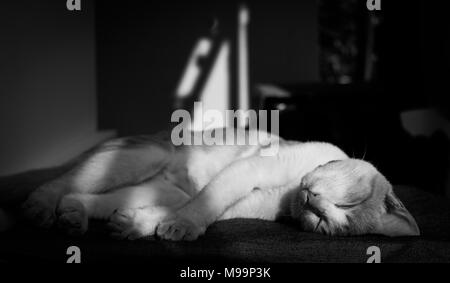 Un mignon petit chat errant thaïlandais dormir sur un morceau de tissu confortablement. La lumière se reflète dans l'ombre. Dans ton noir et blanc, portrait. Banque D'Images