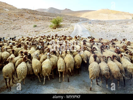 Grand troupeau de moutons marche à travers le désert Banque D'Images