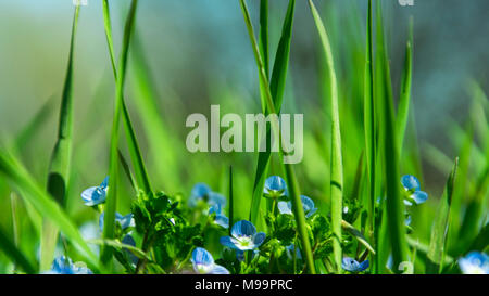 L'herbe, Veronica chamaedrys, Véronique germandrée, bird's-eye speedwell, meadow printemps fleur bleue Banque D'Images