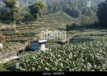 Beau vert frais thé Longjing chinois plantation. Hangzhou Xi Hu west lake. Banque D'Images