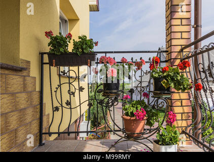 Pots de fleurs avec des fleurs accroché sur la grille en fer forgé de la terrasse. La fin de l'été . Podlasie, Pologne. Banque D'Images