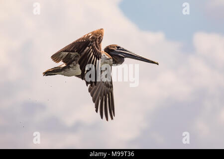 Pelican majestueux en vol on blue sky Banque D'Images