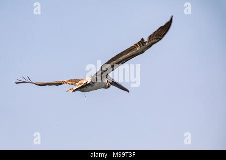 Pelican majestueux en vol on blue sky Banque D'Images