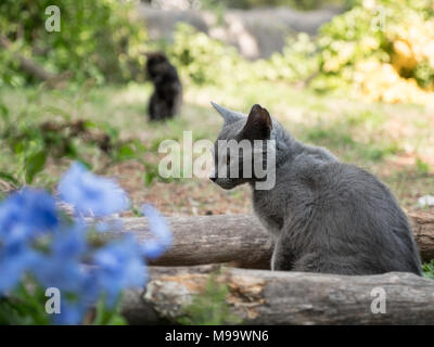 La photo en gros plan d'un jeune chat gris assis entre deux bois de sciage sur l'herbe avec bokeh flou arbres, fleurs et chaton noir en arrière-plan Banque D'Images