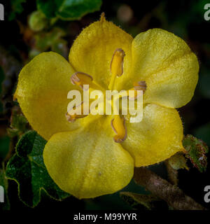 Close-up (vue de dessus) d'une fleur jaune, Fremontodendron California Glory, dans la nature en Californie Banque D'Images