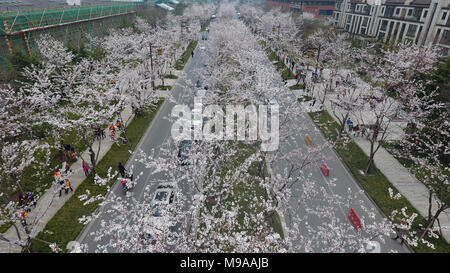 Yangzhou, Chine, province de Jiangsu. 24Th Mar, 2018. Les gens apprécient les cerisiers en fleurs le long d'une route à Yangzhou, Chine de l'est de la province de Jiangsu, le 24 mars 2018. Credit : Meng Delong/Xinhua/Alamy Live News Banque D'Images