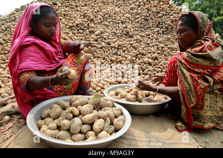 Munshigonj, Bangladesh - Mars 24, 2018 agriculteurs du Bangladesh : collecter des pommes après la récolte à partir d'une rubrique dans Munshigonj, près de Dhaka, Bangladesh. Credit : SK Hasan Ali/Alamy Live News Banque D'Images