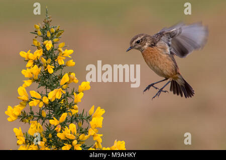 L'atterrissage sur l'ajonc stonechat femelle Banque D'Images