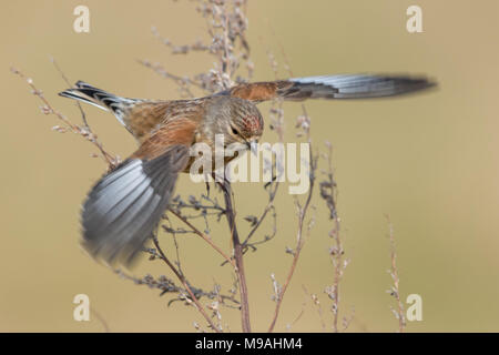 Mâle Linnet prend son envol à partir de petites broussailles Banque D'Images