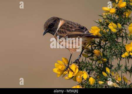 Stonechat mâle sur la floraison des ajoncs Banque D'Images