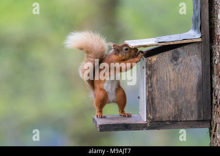 Vol d'nutsl squirre rouge Banque D'Images